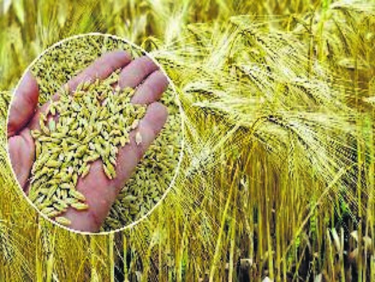 जयपुर के वैज्ञानिकों ने तैयार की जौ की नई किस्म, 10 साल की मेहनत के बाद मिली सफलता 2 orig 1921 1 1 1 1 1 1 1 1 1 1 1 1 1 1 1 1 1 1 1 1 1 1 1 1734653397 1