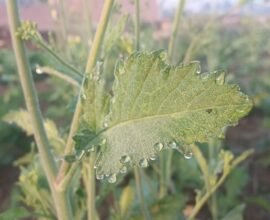 whatsapp image 2025 12 08 at 75617 am 1765238713