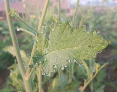 whatsapp image 2025 12 08 at 75617 am 1765238713