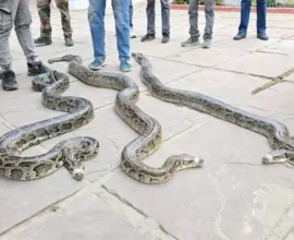 uknai01vis10035 20022025124625 2002f 1740035785 497.jpg