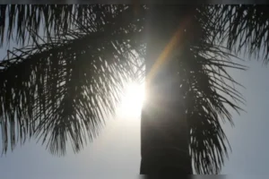 ls8vsgsg 4 625x300 24 March 25